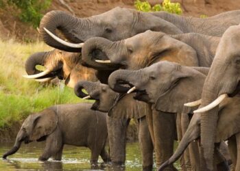 World Elephant Day: Celebrating and Protecting Earth’s Majestic Giants