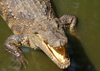 Brave Farmer Survives Crocodile Attack By Biting Back Crocodile’s Eyelid
