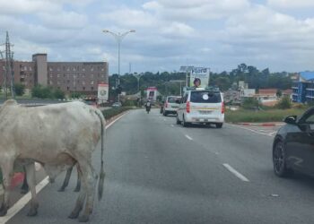 Stray cows to be killed and given to prisoners – Kumasi Mayor assures no more cow dung on Kumasi streets
